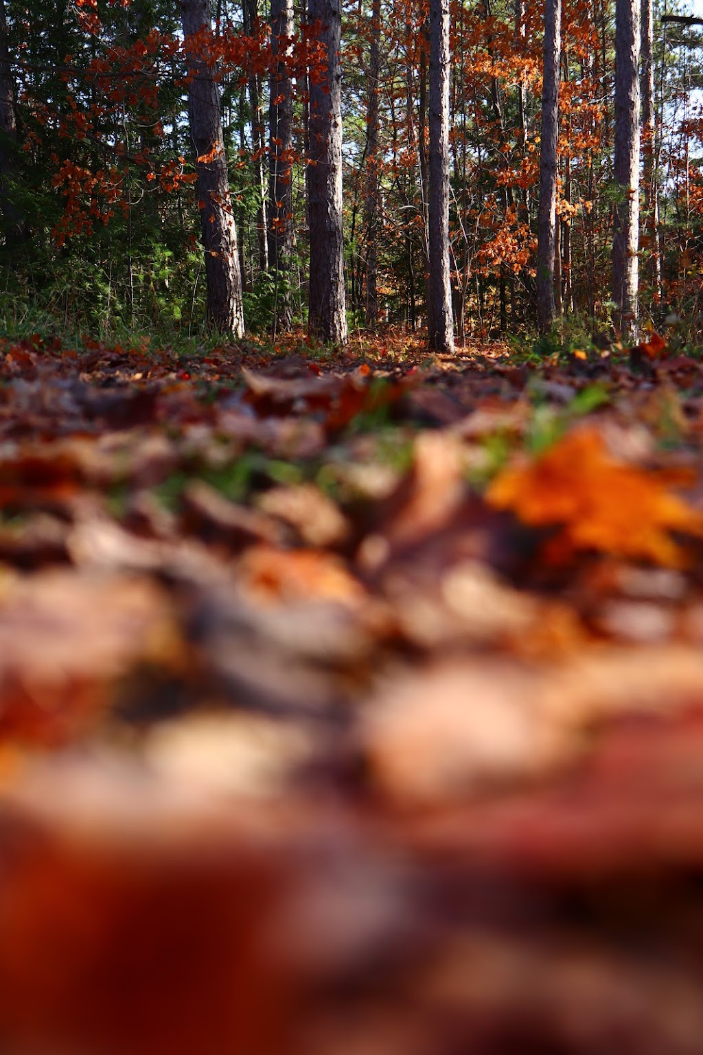 Bk photography | 356 5th Ave, Hanover, ON N4N 2C5, Canada | Phone: (519) 364-3048
