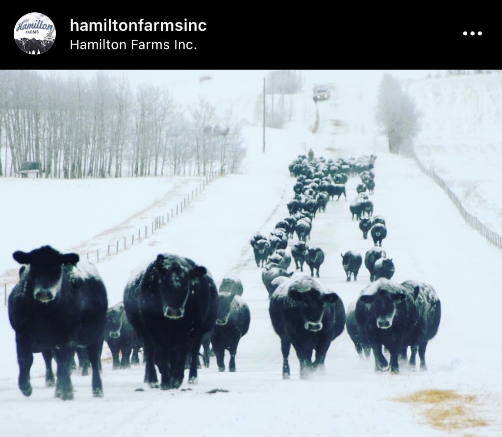 Hamilton Farms Inc | 274132 Range Rd 33, Rockyview County, AB T0M 1L0, Canada | Phone: (403) 932-5980