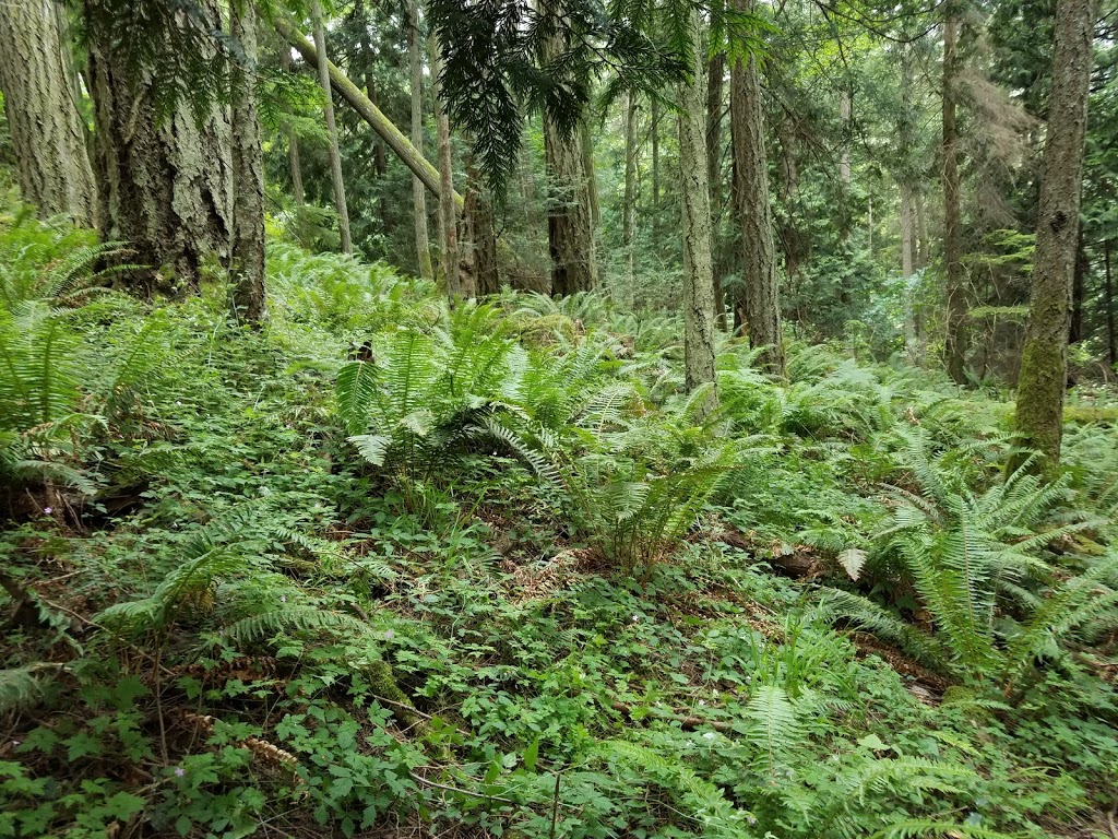 Judd Cove Preserve | Judd Cove Rd, Eastsound, WA 98245, USA