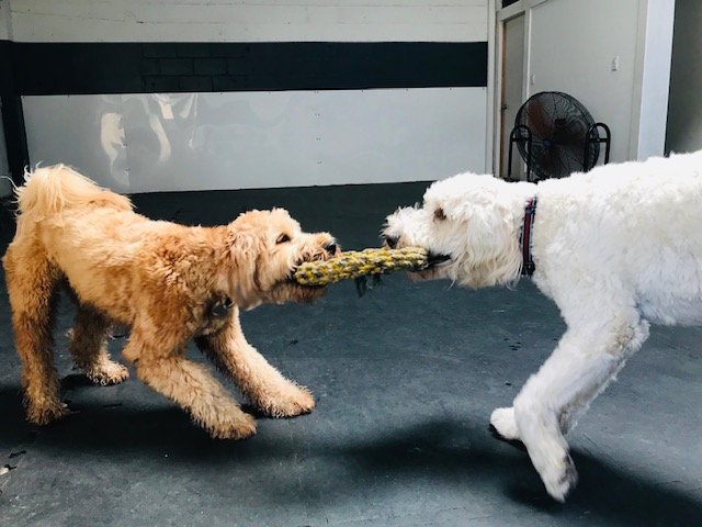 Uberdog Ranch | 155 N Bethesda Rd RR #1, Baltimore, ON K0K 1C0, Canada | Phone: (416) 421-2040