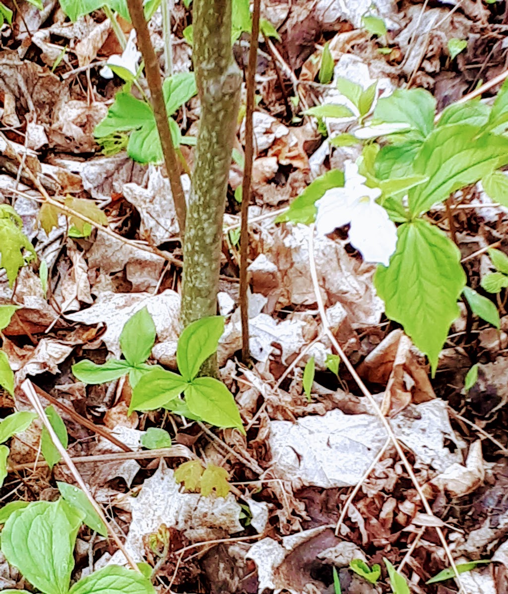 WildThings Plant Farm | 9688 Baseline Rd, Clifford, ON N0G 1M0, Canada | Phone: (519) 338-3228