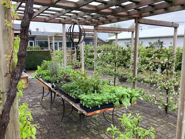 Fruits and Shoots Plant Farm Ltd. | 9660 Pelly Rd, Chilliwack, BC V2P 6H4, Canada | Phone: (604) 997-3563