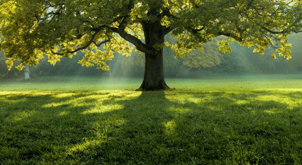 Ridgetop Tree Service | 385741 New Durham Rd, Burgessville, ON N0J 1C0, Canada | Phone: (519) 532-3613