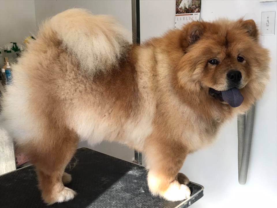 Centre Canin de Trois-Rivières | 8525 Rue Alexandre, Trois-Rivières, QC G9B 2J9, Canada | Phone: (819) 692-7020