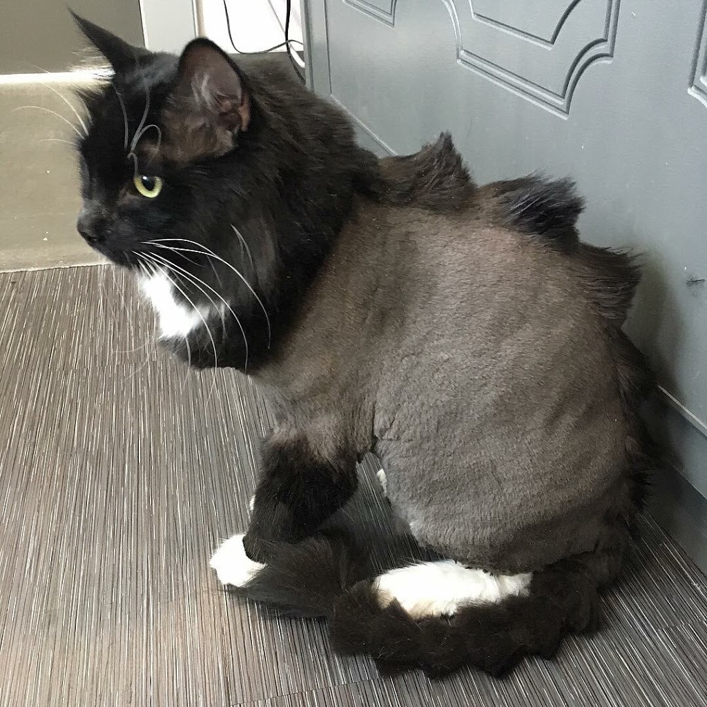 Abbotsford Dog & Cat Grooming | 34365 Old Yale Rd #34365, Abbotsford, BC V2S 2K6, Canada | Phone: (604) 859-3647