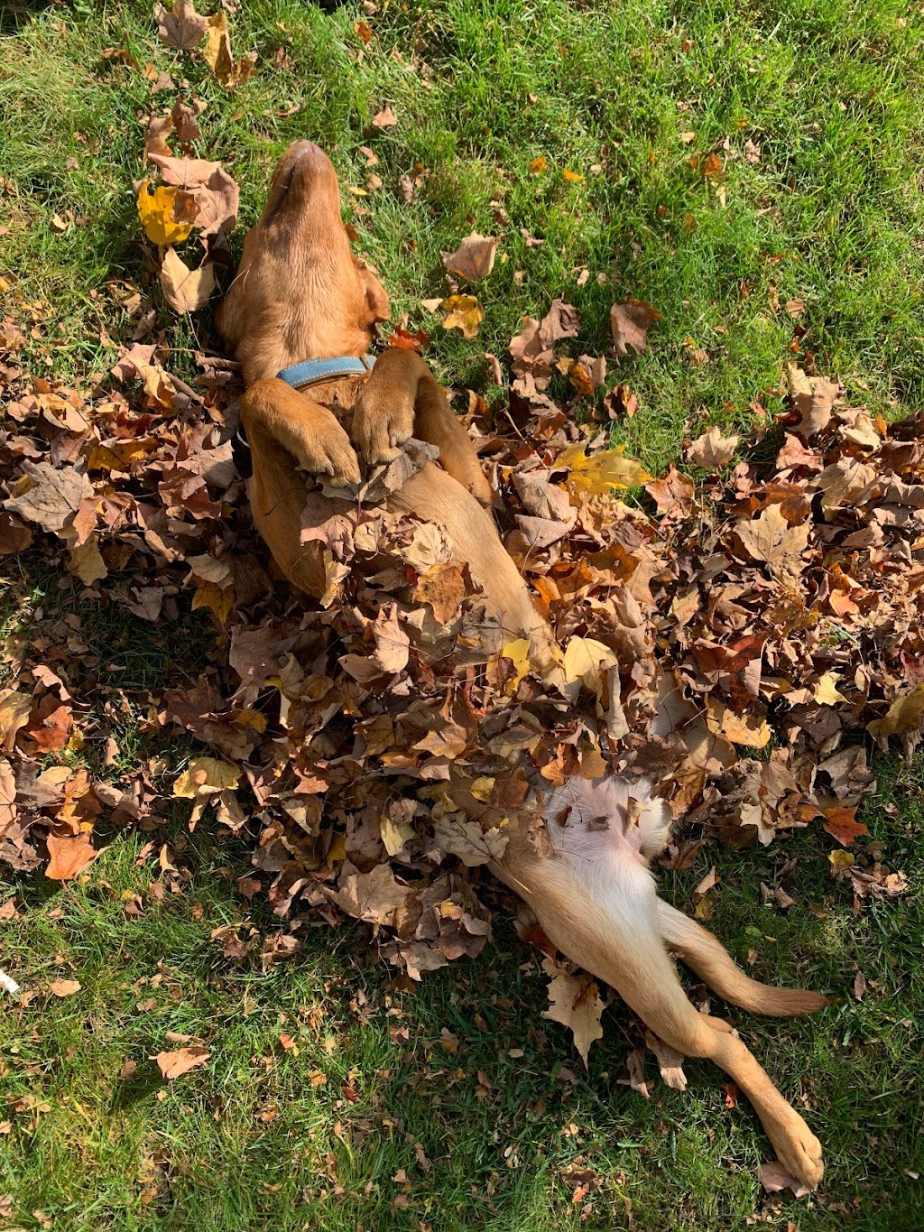 Country View Labradors | 485527 Firehall Rd, Woodstock, ON N4S 7V8, Canada | Phone: (226) 888-0924