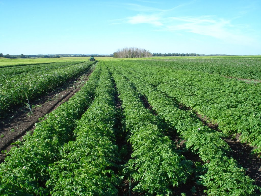 Eagle Creek Seed Potatoes | 34530 Range Rd 14, Bowden, AB T0M 0K0, Canada | Phone: (877) 224-3939