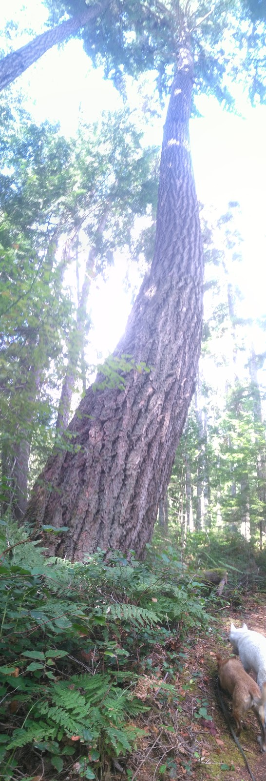 Haywire Bay Regional Park | 7020 Powell Lake, Powell River, BC V0N 1E0, Canada | Phone: (604) 483-1097
