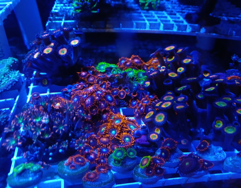 Aquarium NorthReef | 30 Rue 90e, Grandes-Piles, QC G0X 1H0, Canada | Phone: (819) 531-4660