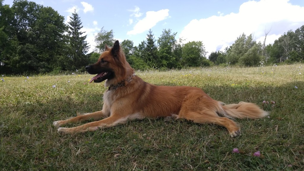 Kingston dog park | Unnamed Rd, Kingston, ON K0H 1Y0, Canada