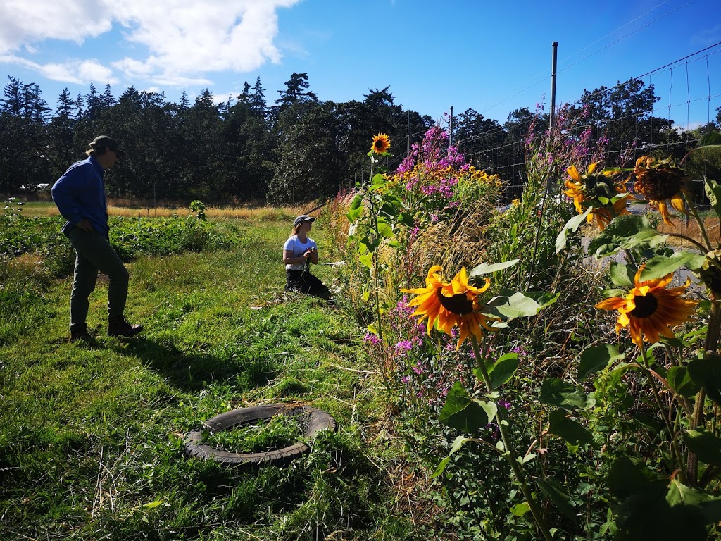 Sea Bluff Farm | 565 Wootton Rd, Victoria, BC V9C 3Z4, Canada | Phone: (250) 479-8273