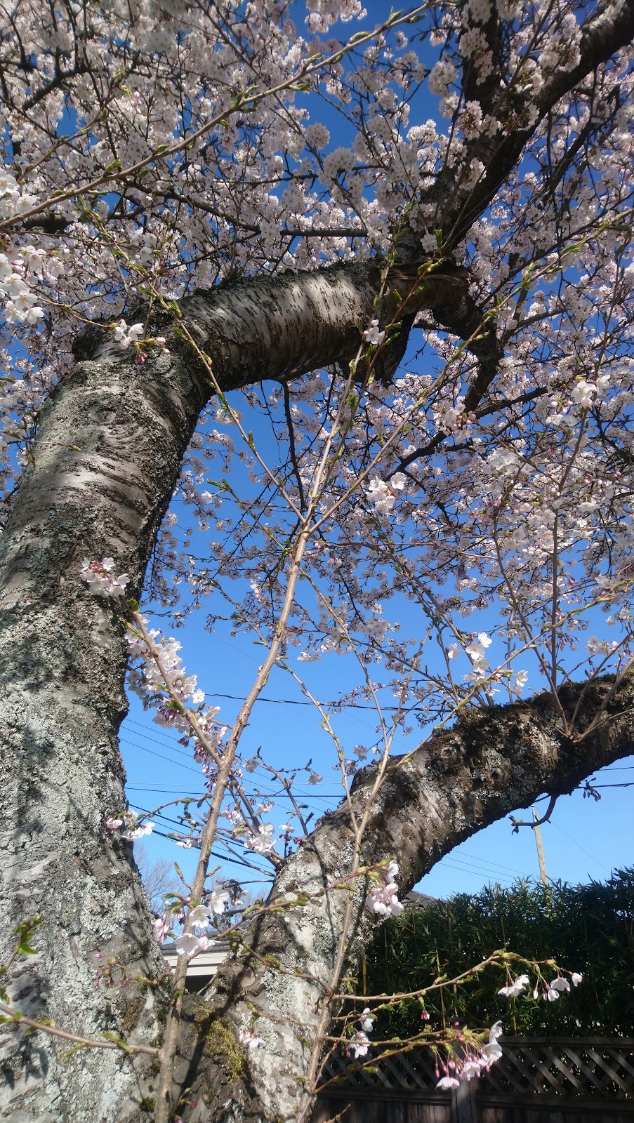 Columbia Park | Columbia Park, 5908 Alberta St, Vancouver, BC V5Y 3M9, Canada | Phone: (604) 873-7000