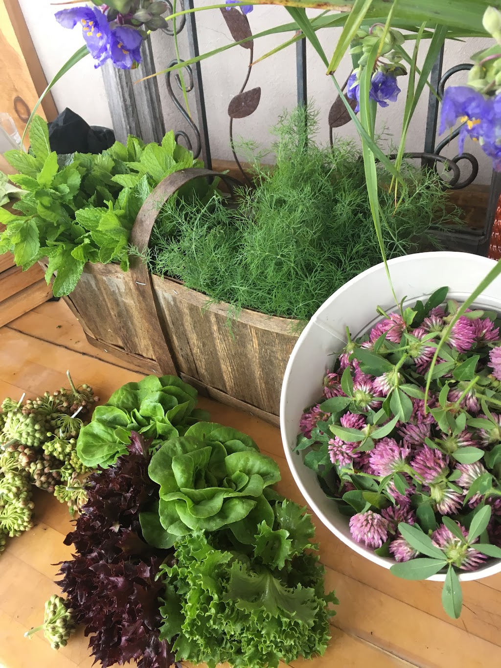 Foragers Farms | 3517 Rowe Rd, Cobourg, ON K9A 4J7, Canada | Phone: (905) 999-3243