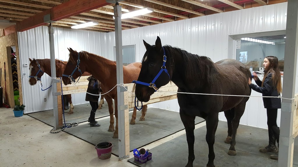 Paints-Plus Equine Center | 22441 AB-14, Sherwood Park, AB T8C 1H5, Canada | Phone: (780) 237-7587