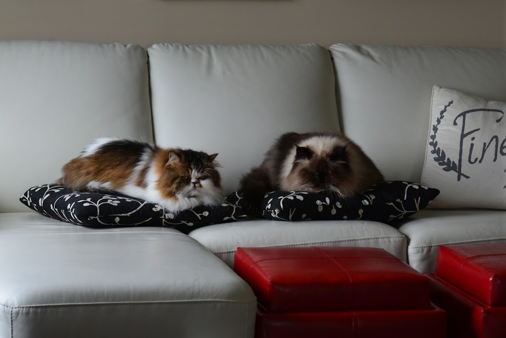 Queen Street Veterinary Services | 1004 Queen St, Kincardine, ON N2Z 1E3, Canada | Phone: (519) 396-3647