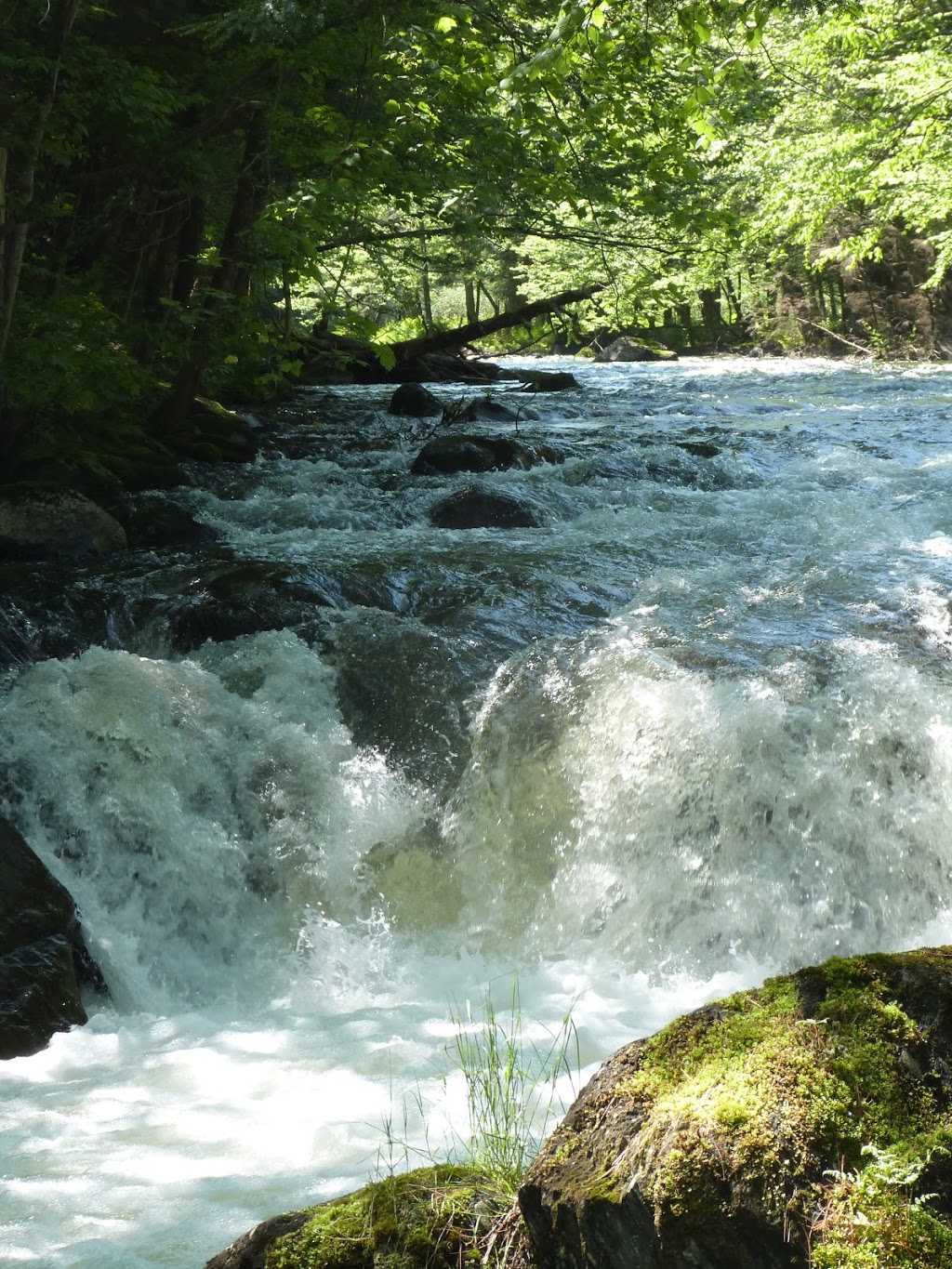 Yoga Salamandre | 151 Chemin Brandy, Foster, QC J0E 1R0, Canada | Phone: (514) 659-7213