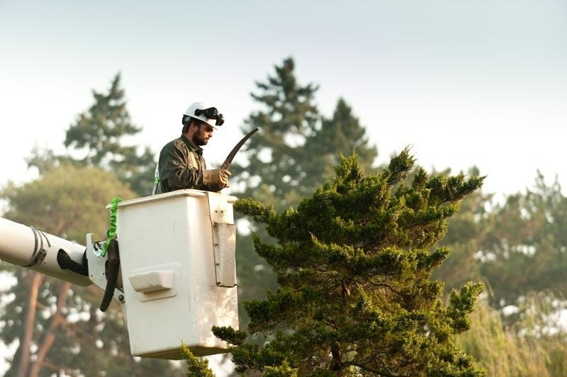 The Davey Tree Expert Company Of Canada | 4063 Hampshire Mills Line, Severn Bridge, ON L3V 6H3, Canada | Phone: (705) 689-8389