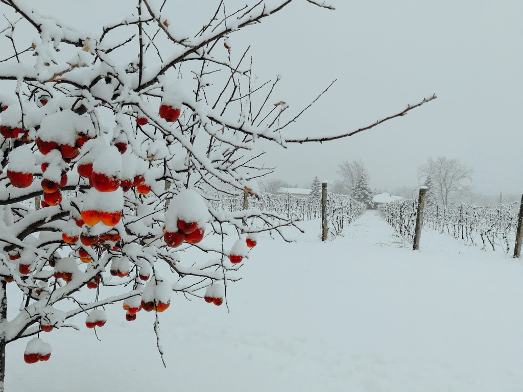 Gilded Grape Farm Bed and Breakfast | 1211 Line 8 Rd, Niagara-on-the-Lake, ON L0S 1J0, Canada | Phone: (647) 203-6168