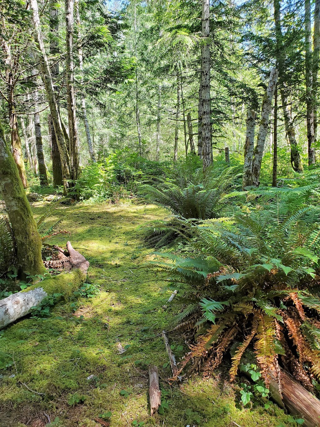 Creekside Crossing Campground | 3004 Weldwood Rd, Powell River, BC V8A 0L4, Canada | Phone: (604) 344-0500