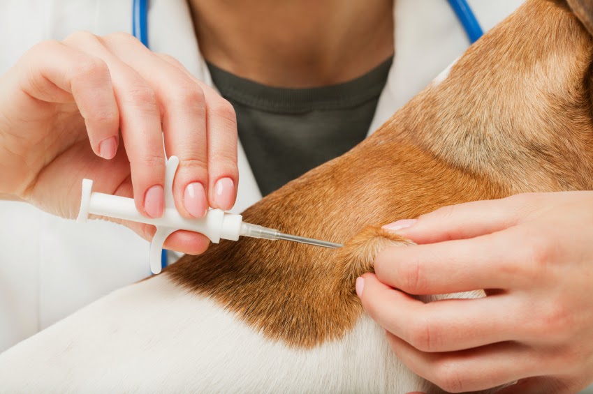 Oxford County Veterinary Clinic | 570 Ingersoll Ave, Woodstock, ON N4S 4Y2, Canada | Phone: (519) 290-9400