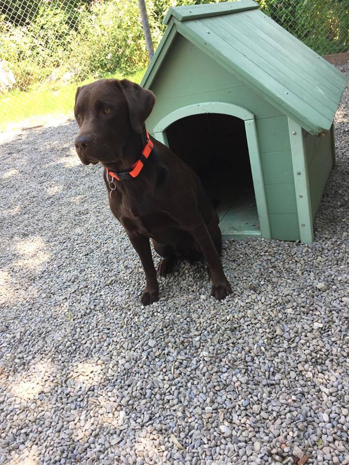 Dogs At Play | 169 Charlotte St S, Newmarket, ON L3Y 3S7, Canada | Phone: (905) 235-8111