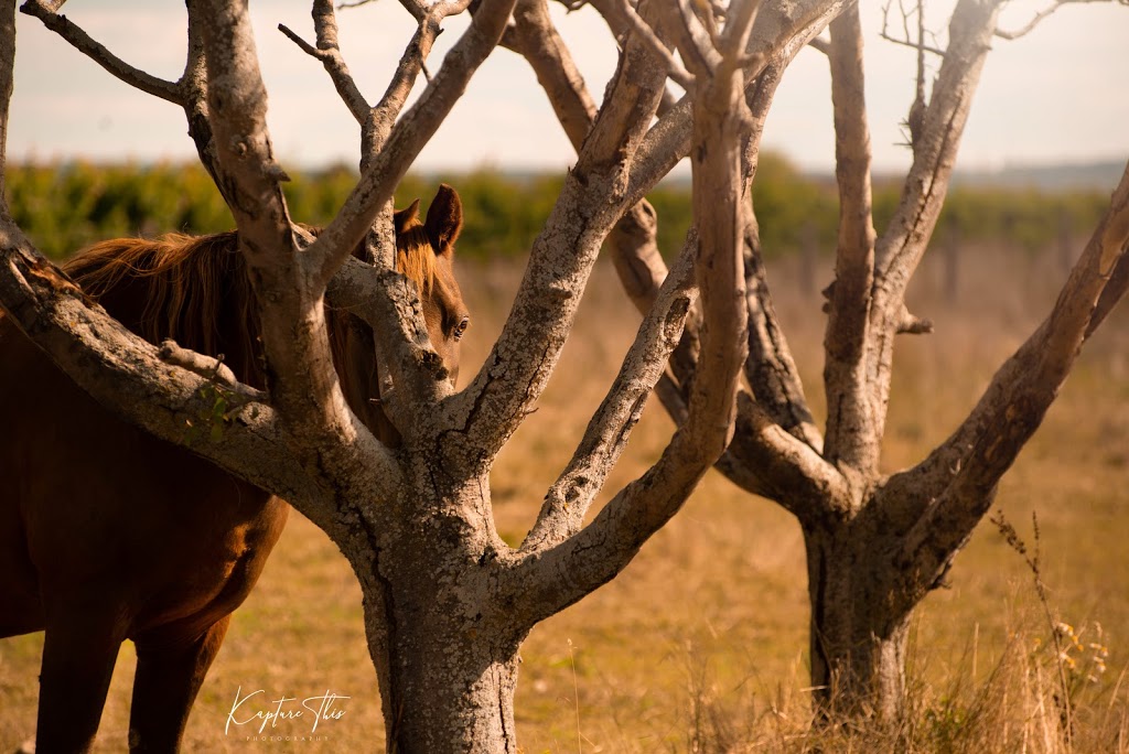 Kapture This Photography | 303 St Lawrence Dr, Welland, ON L3C 7H7, Canada | Phone: (289) 820-4832