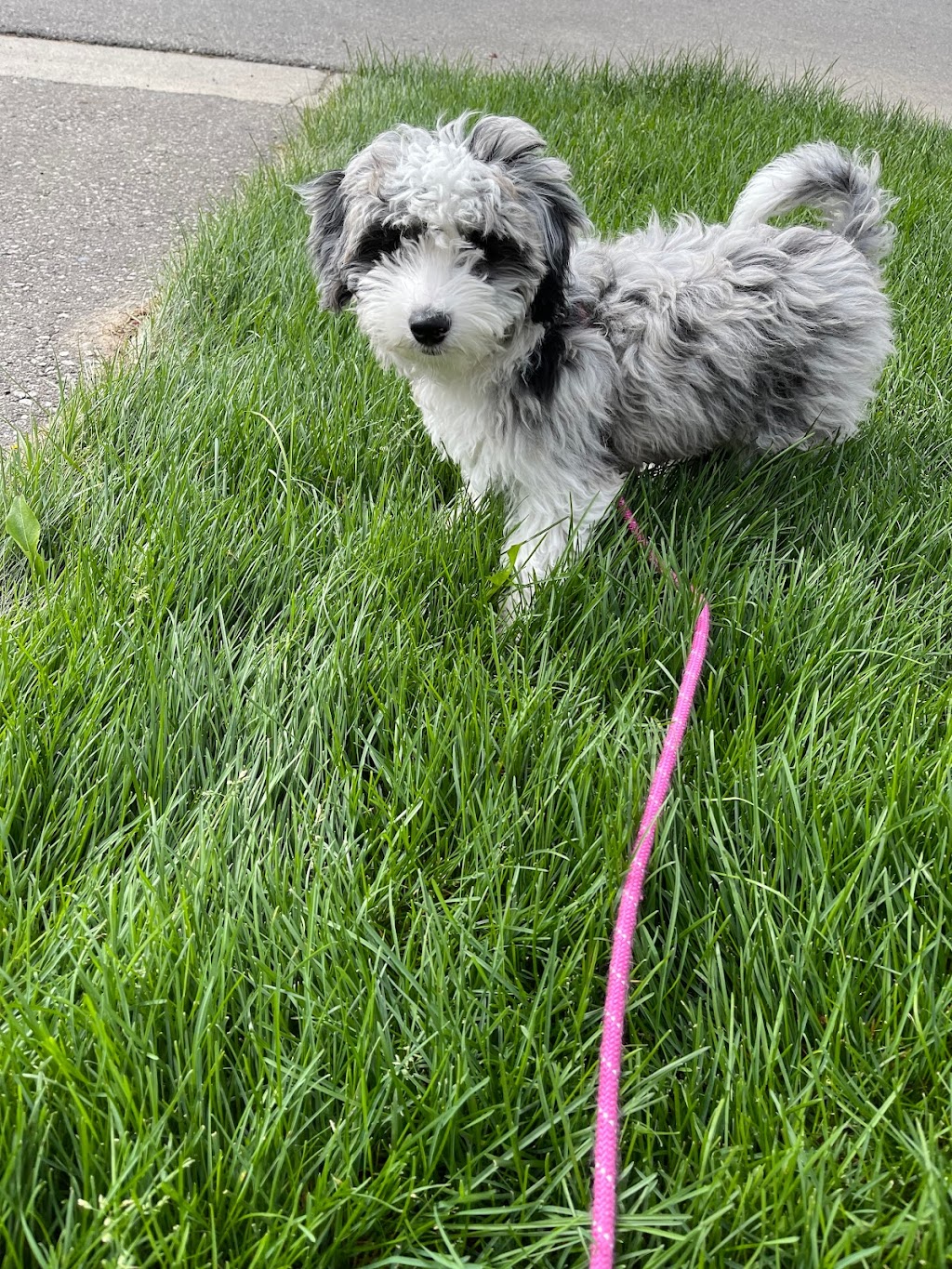 Stouffville Veterinary Clinic | 6601 Main St Unit 9, Whitchurch-Stouffville, ON L4A 6A9, Canada | Phone: (905) 640-1641