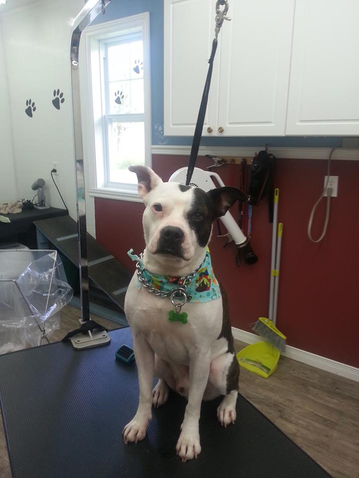 Tonte et Toilettage Plus | 7 Rue des Pluviers, Lanoraie, QC J0K 1E0, Canada | Phone: (450) 586-4542