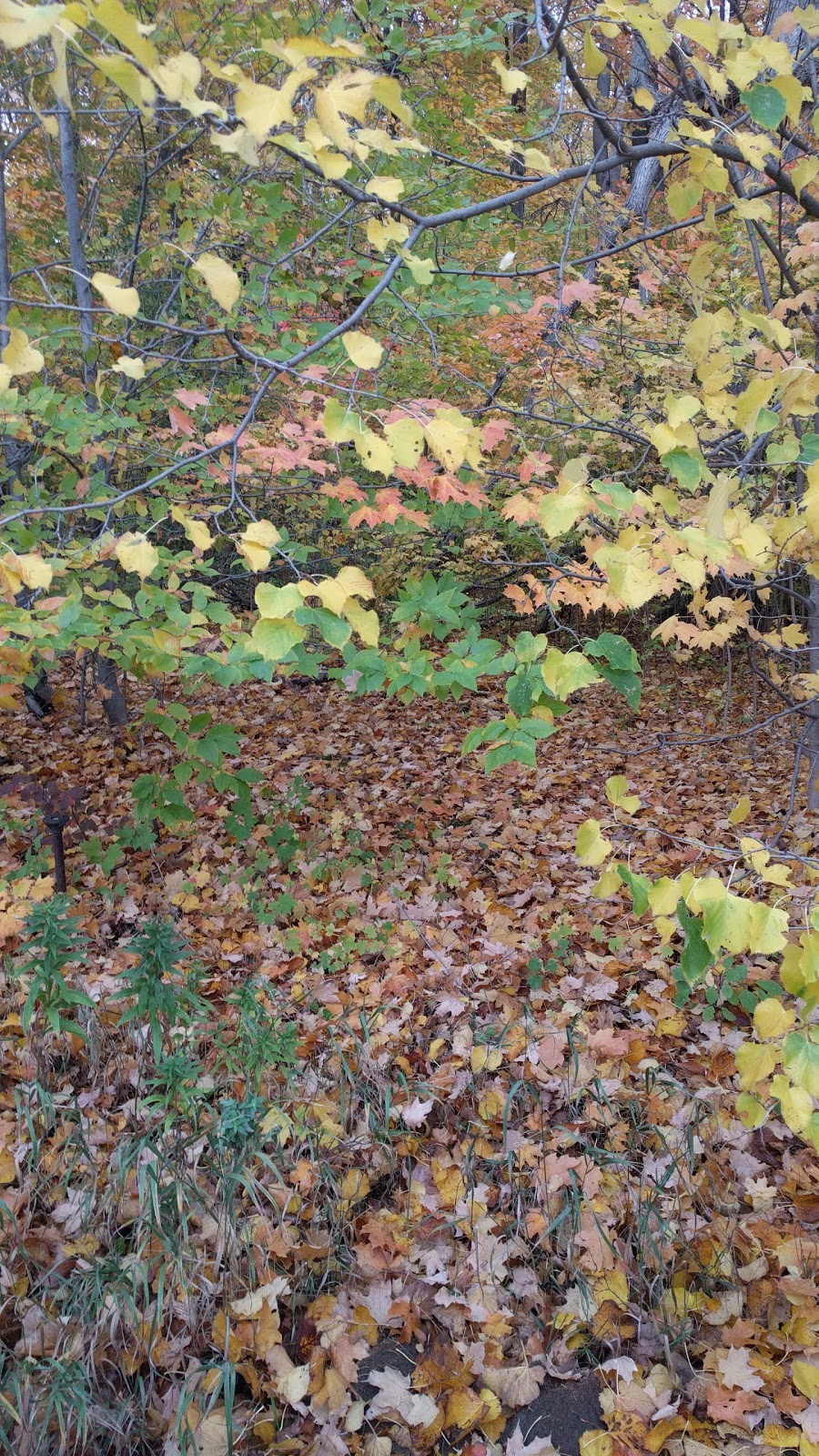 Frank Robson Woodlot | 68 Empress Rd, Maple, ON L6A 1V1, Canada
