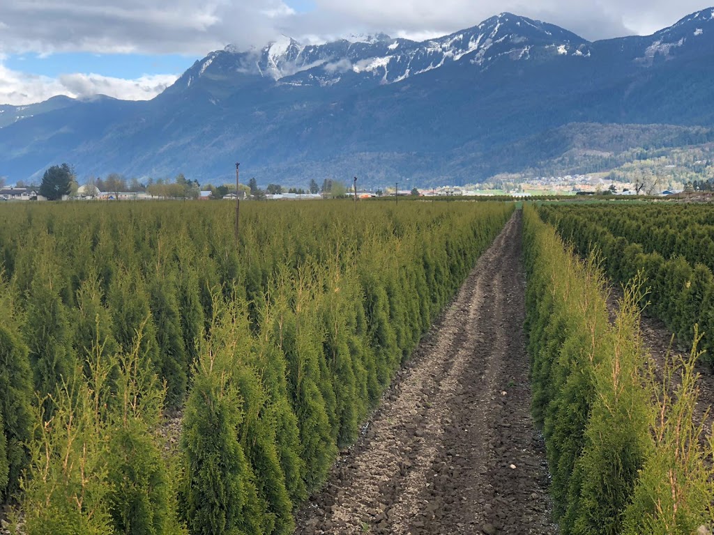 SIM Tree Services | 49733 Yale Rd, Chilliwack, BC V4Z 0B3, Canada | Phone: (604) 703-5570