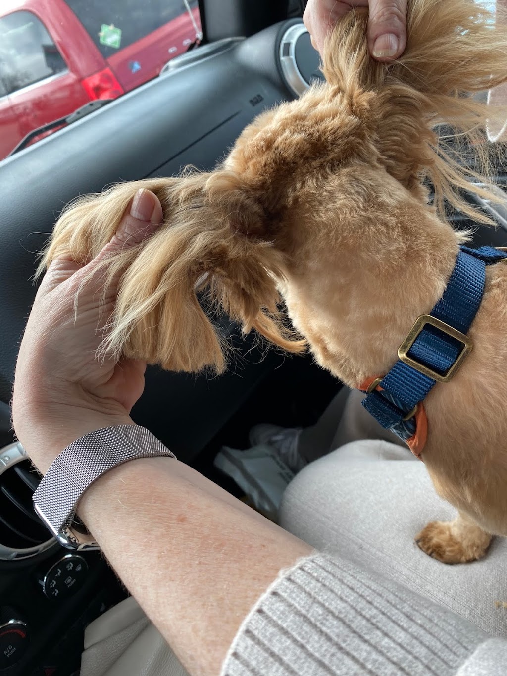 Stephanies Pet Grooming | 451 Guelph Line, Burlington, ON L7R 3L8, Canada | Phone: (905) 637-4143