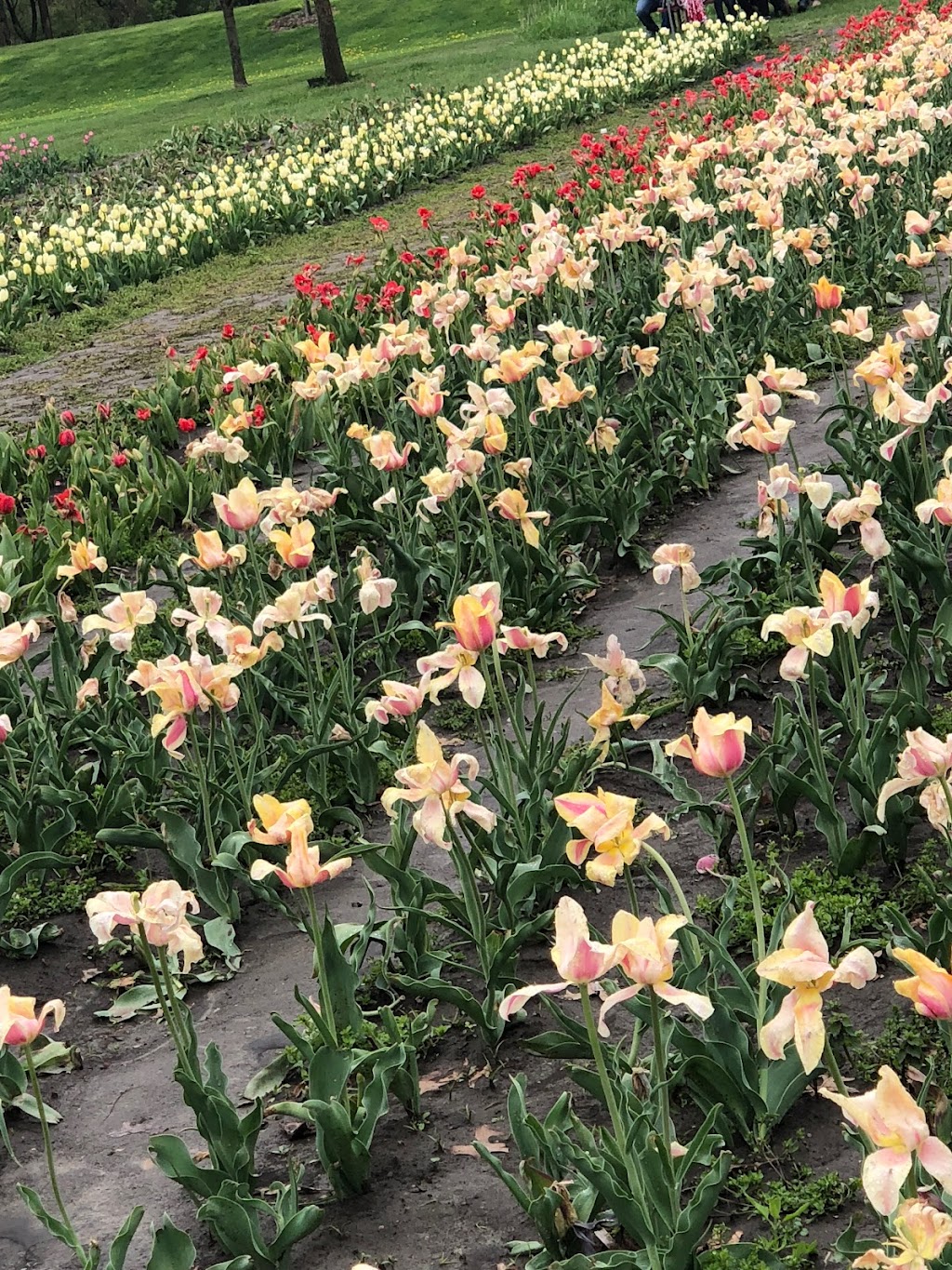 Belfast Tulips | 5265 Trans-Canada Hwy, Belfast, PE C0A 1A0, Canada | Phone: (902) 393-0792