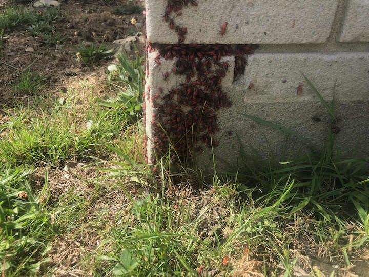Extermination Complete Bugs Longueuil | 206 Rue Maple, Greenfield Park, QC J4V 2S1, Canada | Phone: (450) 651-1777