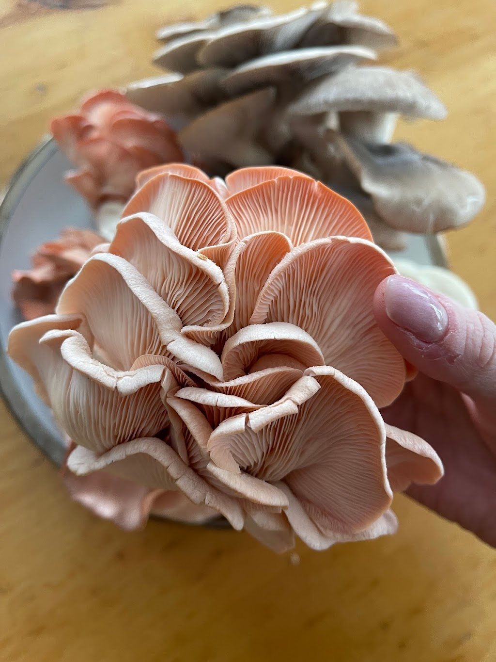 Gourmet Mushrooms Paisley | 3506 Bruce County Rd 3, Paisley, ON N0G 2N0, Canada | Phone: (519) 386-6557