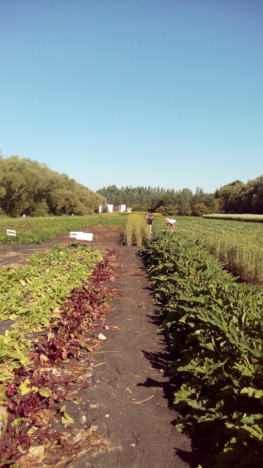 The Salad Bowl Greenhouses | 4355 Rebeck Rd, Narol, MB R1C 0C2, Canada | Phone: (204) 669-4369
