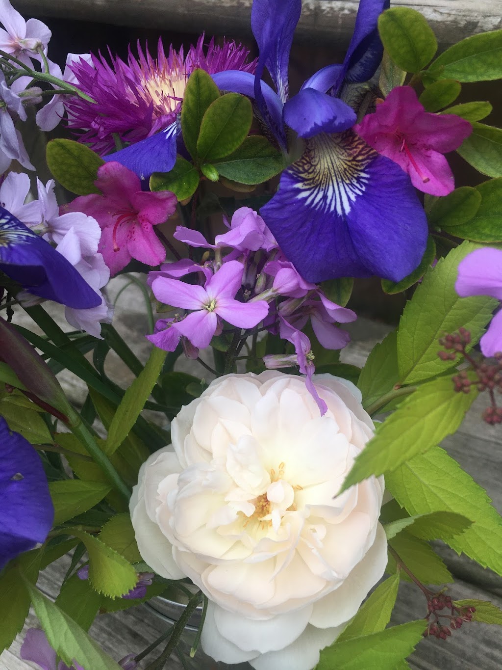 Owl Grove Roses | 1 Harbour St, Brighton, ON K0K 1H0, Canada | Phone: (905) 375-4375