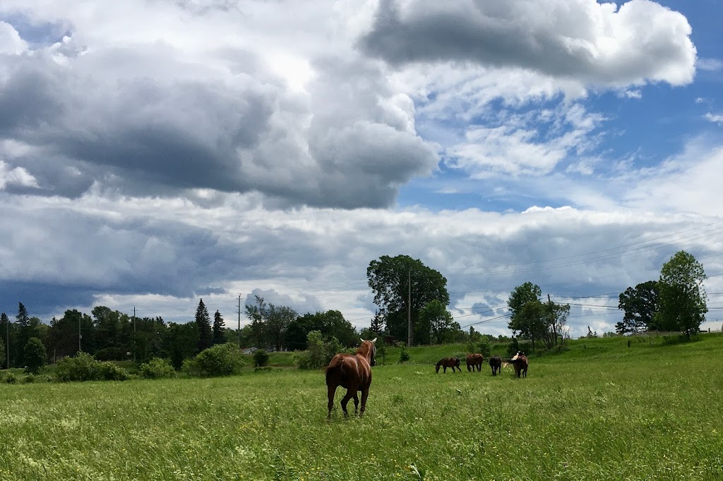 Silver Tree Stables | 121 Forest Park Rd, Pembroke, ON K8A 6W2, Canada | Phone: (613) 638-3155