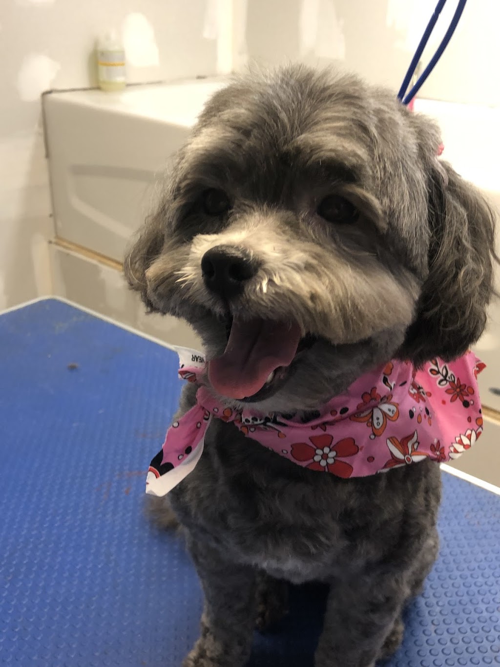 Salon Bark | 458 Marion Ave, Oshawa, ON L1J 3B6, Canada | Phone: (905) 655-5536