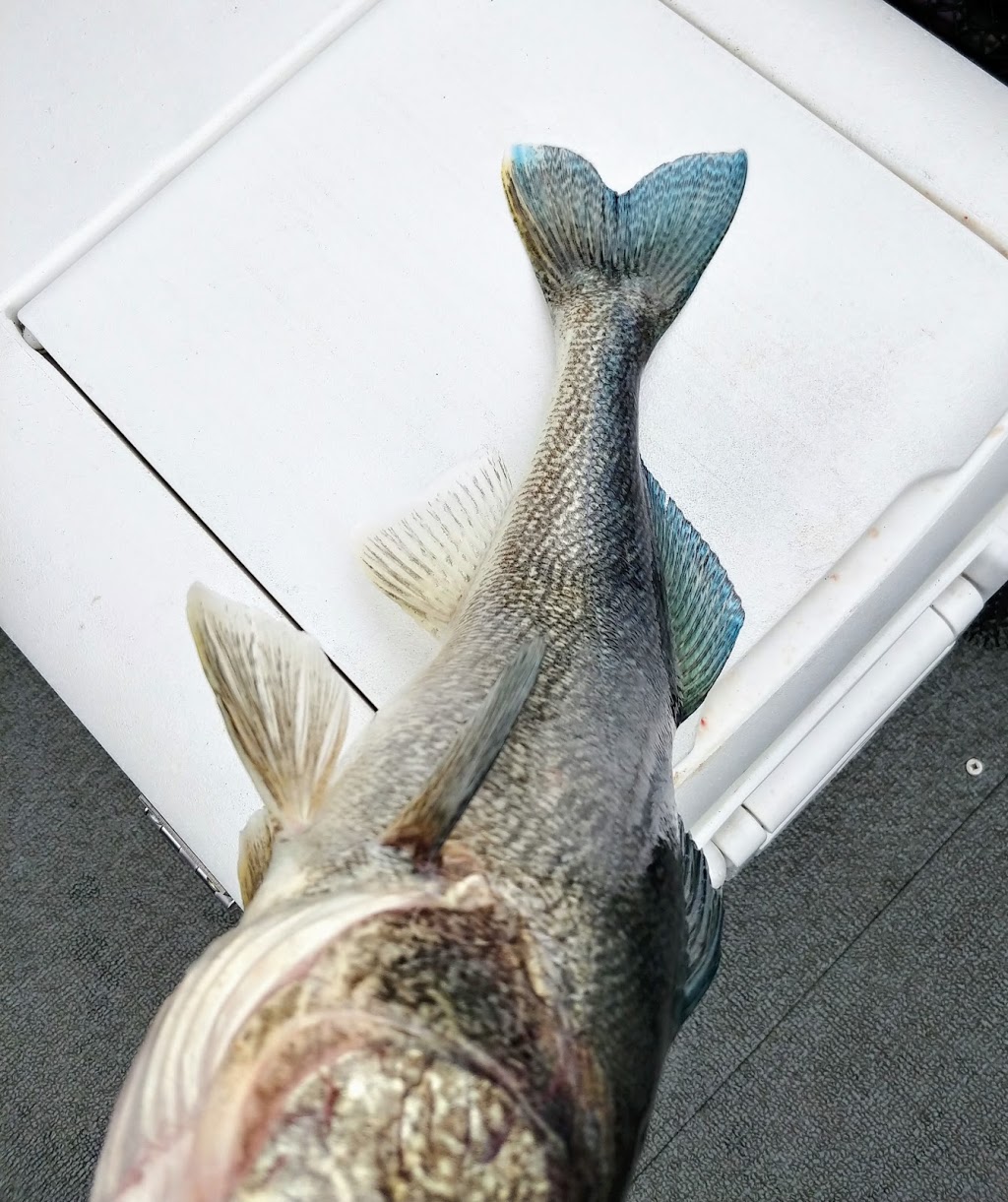 Grand Sportfishing | Rd, Dunnville, ON N1A 3B6, Canada | Phone: (289) 331-6133