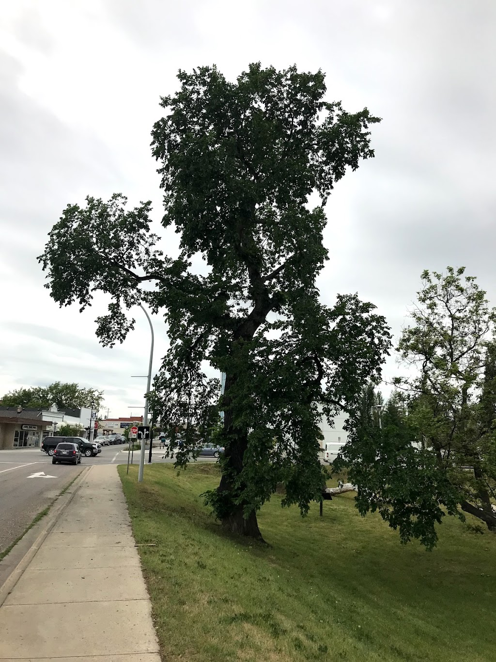 Precise Pruning Ltd | 30 East Lake Hill NE, Airdrie, AB T4A 2K2, Canada | Phone: (403) 948-6174