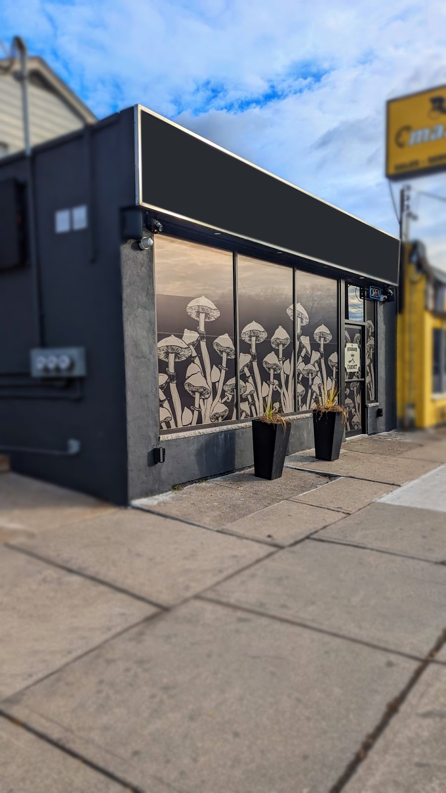 The Mushroom Cabinet | 1459 Main St E, Hamilton, ON L8K 1C5, Canada | Phone: (289) 556-4985