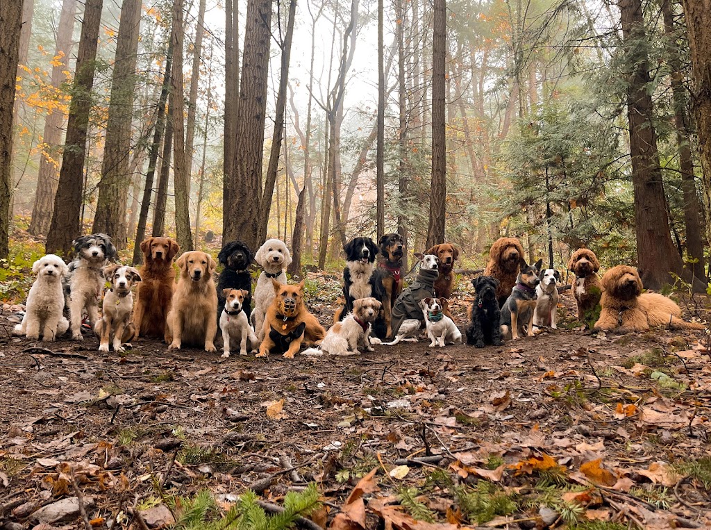 Van Island Pups | Dog Walking | Victoria, BC | 6440 W Saanich Rd, Saanichton, BC V8M 1W8, Canada | Phone: (778) 700-7782