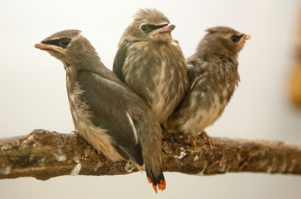 Wild Bird Care Centre | 734 Moodie Dr, Nepean, ON K2R 1H4, Canada | Phone: (613) 828-2849