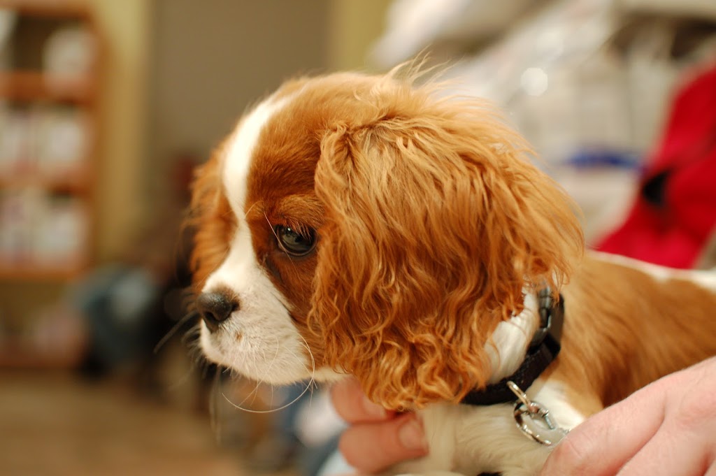 PAWS-ITIVE PUPPIES | 670 Taunton Rd W, Oshawa, ON L1H 7K4, Canada | Phone: (905) 430-3647