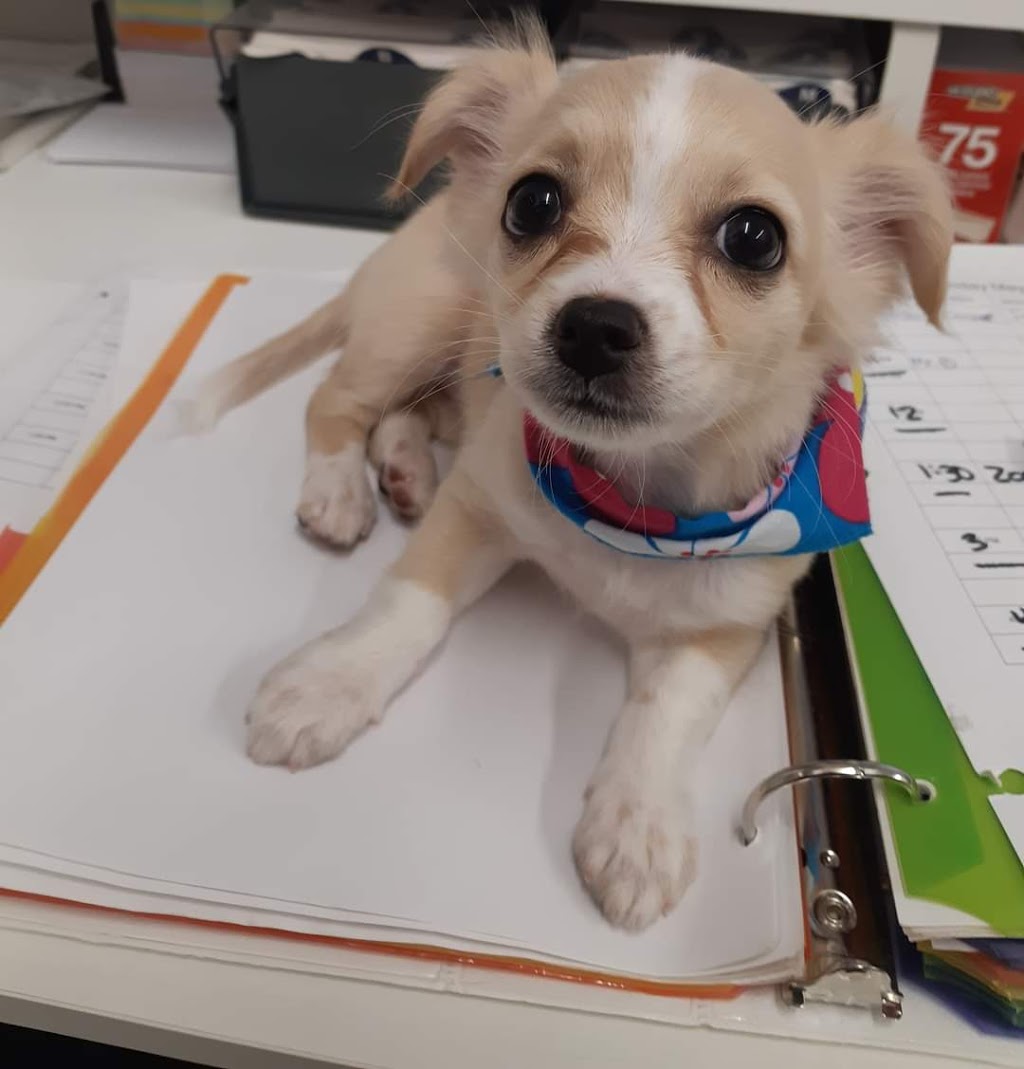 Unleashed Pet Styling | 101 Thames St N, Ingersoll, ON N5C 3C9, Canada | Phone: (587) 982-3955
