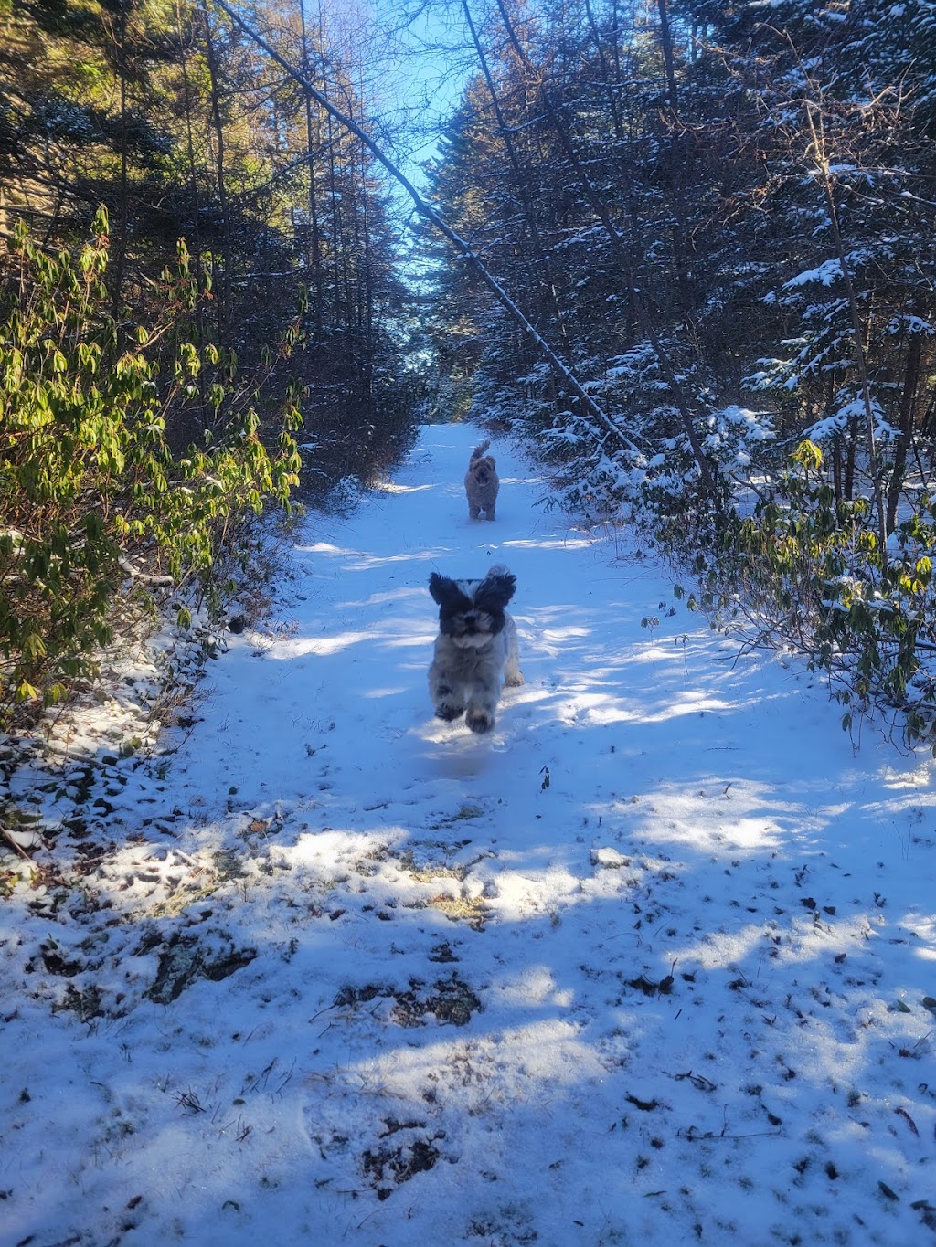 South Shore Pet Sitting | 3694 NS-331, LaHave, NS B0R 1C0, Canada | Phone: (902) 298-4178