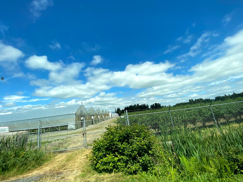 Katos Nursery Ltd | 29435 Downes Rd, Abbotsford, BC V4X 1S3, Canada | Phone: (604) 856-2470