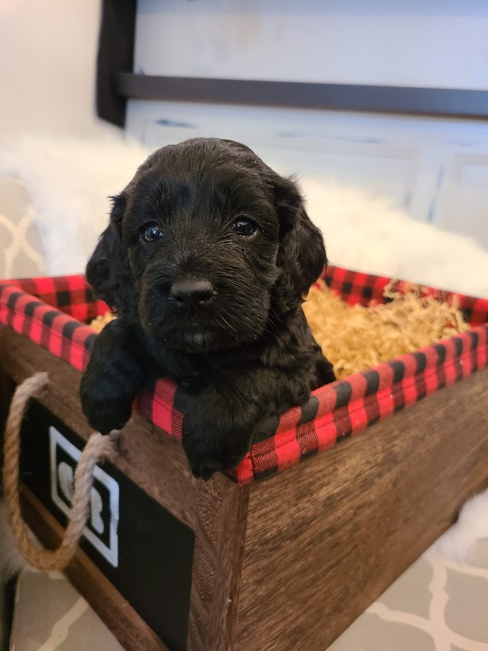 Agape Kennel | 1371 Listowel Rd, Elmira, ON N3B 2Z3, Canada | Phone: (519) 503-5464
