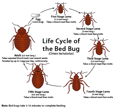A1 Bed Bug Exterminator Scarborough | 238 Bonis Ave, Scarborough, ON M1T 3W7, Canada | Phone: (647) 492-1864