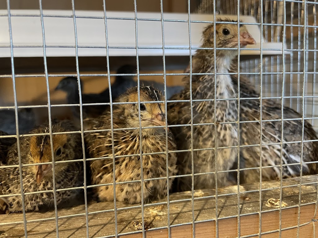 Jumbo Coturnix Quail - Nicks Chicks (By appointment) | 2687 ON-12, Brechin, ON L0K 1B0, Canada | Phone: (416) 937-7171